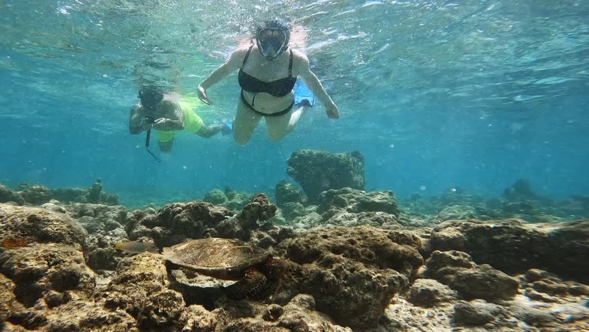 Young Couple Snorkeling With Hawksbill Sea Turtle Feeding on Reef Underwater, SloMo
