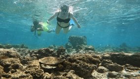 Young Couple Snorkeling With Hawksbill Sea Turtle Feeding on Reef Underwater, SloMo - Powered by Shutterstock - Get 15% off with code: PIKWIZARD15