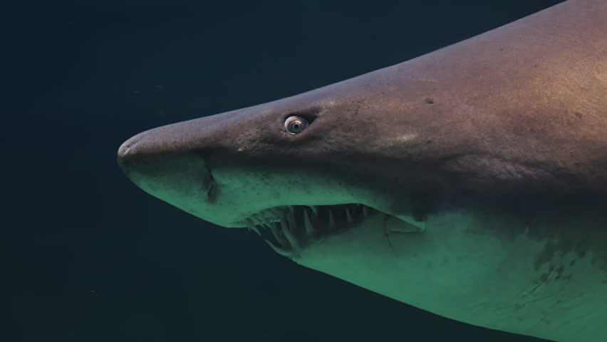 Sand tiger shark Carcharias taurus closeup head with sharp teeth, gray nurse shark, spotted ragged-tooth shark with school of horse eye jack underwater in sea. White dangerous shark. Marine sea animal