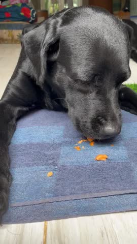 Black Labrador Eating Carrot Lying Down on The Floor. Dental Health, Natural Way to Maintain Dog's Teeth Health
