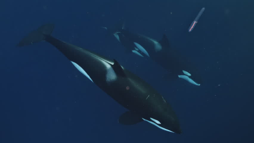 Slow Motion Shot Of Orca Fish Swimming Together In Sea - Baja California, Mexico. Wild nature mammal animals. Sardine run, wild coast, hunting bait ball. Wild life nature of South Africa, Cape town