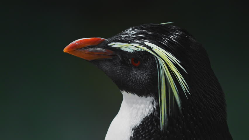 Macaroni Penguin Close Up Head Shot portrait. Amazing beautiful sea polar bird with red beak and yellow feathers. Wild Antarctic animals, wildlife nature. Black white penguin with unusual hair color