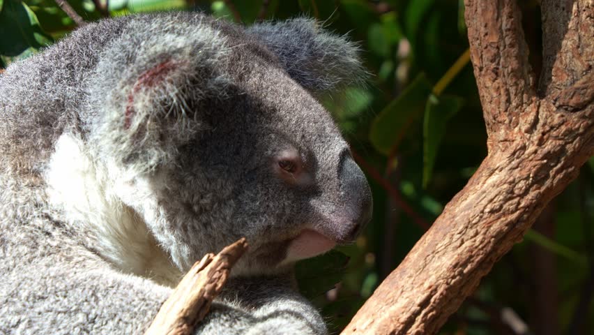 A chubby and fluffy koala (phascolarctos cinereus) dazing on the fork of the tree, close up shot.
