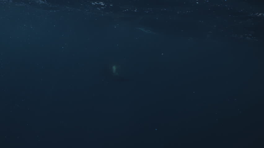 Underwater footage of gannet bird diving and catching fish with shark in shot in Port St Johns, South Africa. Sardine run, wild coast, hunting bait ball. Wild life nature of South Africa, Cape town