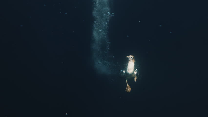 Underwater footage of gannet bird diving and catching fish with shark in shot in Port St Johns, South Africa. Sardine run, wild coast, hunting bait ball. Wild life nature of South Africa, Cape town