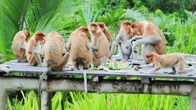 Proboscis monkeys eating vegetables in Labuk Bay sanctuary Sabah, Borneo, Malaysia - Powered by Shutterstock - Get 15% off with code: PIKWIZARD15