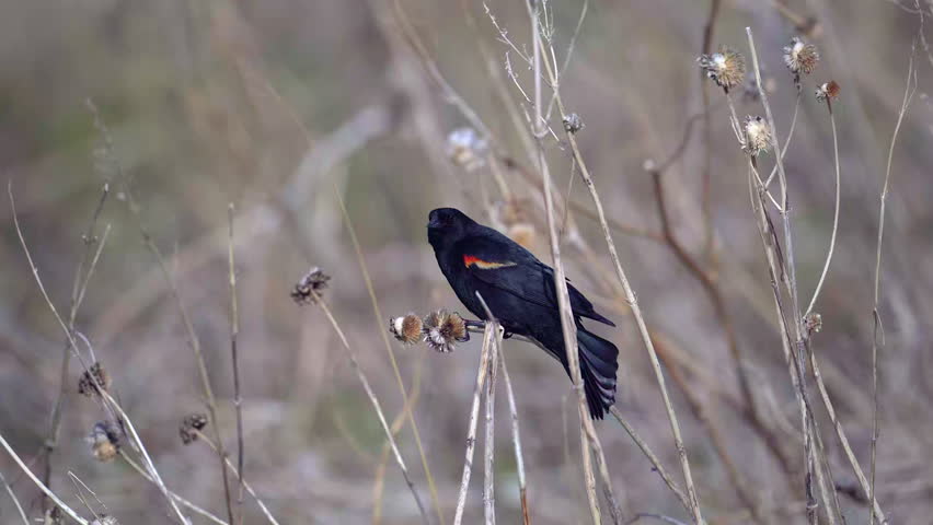 Red-winged Blackbird (Agelaius phoeniceus) male eating from flower seeds