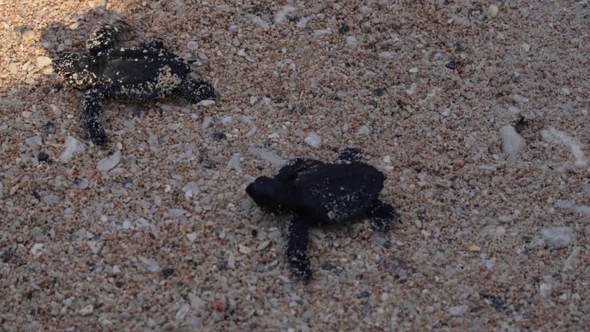 Recently hatched baby loggerhead sea turtles walking on sandy beach on their way to the ocean on tropical island