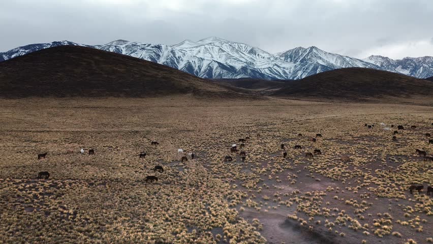 Herd of horses grazing on the steppes of Mendoza, Argentina, on a dark, cold winter day. Drone view.