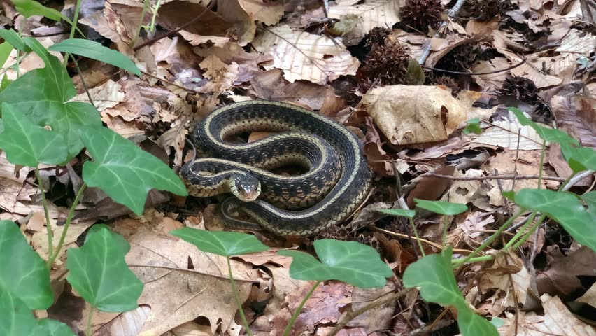 Angry Garter snake in a threat pose in the Delaware forest.