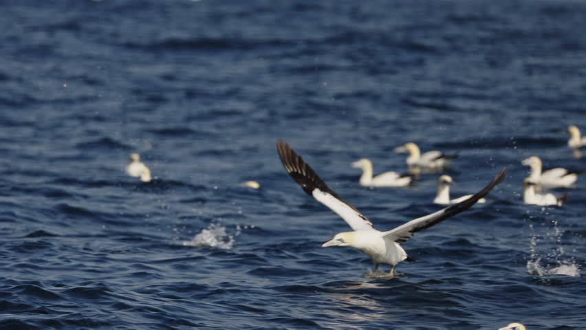 Gannets hunting fish diving deep in water. Amazing unique phenomenon. sardine run, Beit ball. Dolphins play in surf at sunrise on South Africa s magical wild coast. Aquatic animals underwater nature.