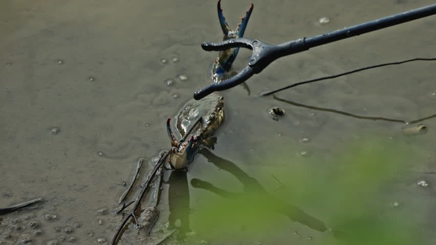 Man try to catch dangerous blue crab with tongs grabber. Closeup Big crab fight defend himself with claws on sandy beach. Wild marine nature, wildlife. Water animals, seafood. Amazing beautiful animal