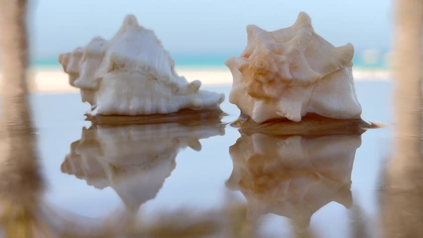 Reflective surface showcases seashell with captivating shell reflection. Textured effect enhances environmental appeal, underscoring importance of saving our seas. Concept save marine life.