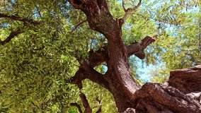 Ancient Olive Tree With Massive Roots In Exo Chora, Zakynthos Island, Greece. Tracking Shot - Powered by Shutterstock - Get 15% off with code: PIKWIZARD15