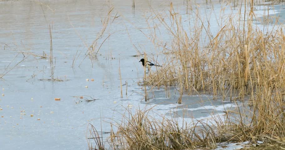 One Eurasian magpie pica feeding on a frozen lake in winter season