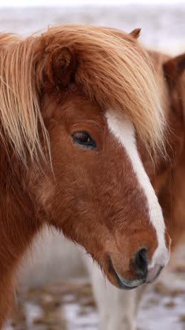 A brown and white horse with a long mane and a white face. The horse is looking at the camera