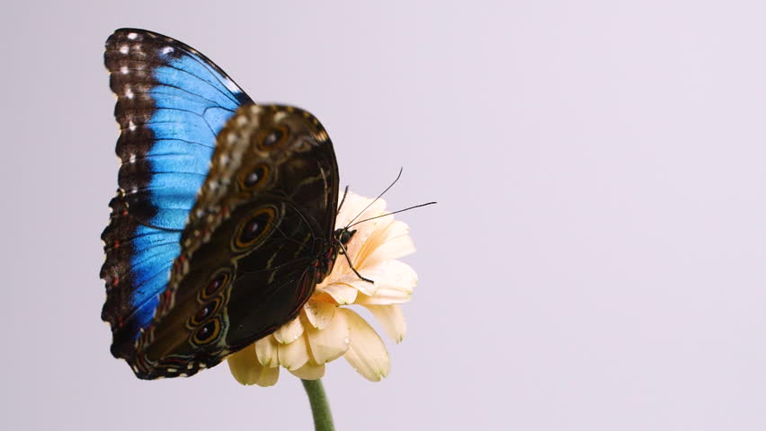 Slow motion beautiful blue silk morpho butterfly opening wings on daisy flower