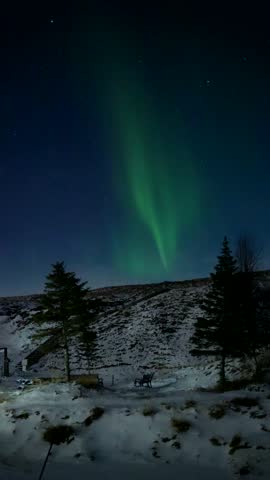 A serene and peaceful scene of a snowy landscape with a group of trees. The trees are surrounded by snow, and the sky is filled with stars, creating a sense of tranquility and calmness. Iceland