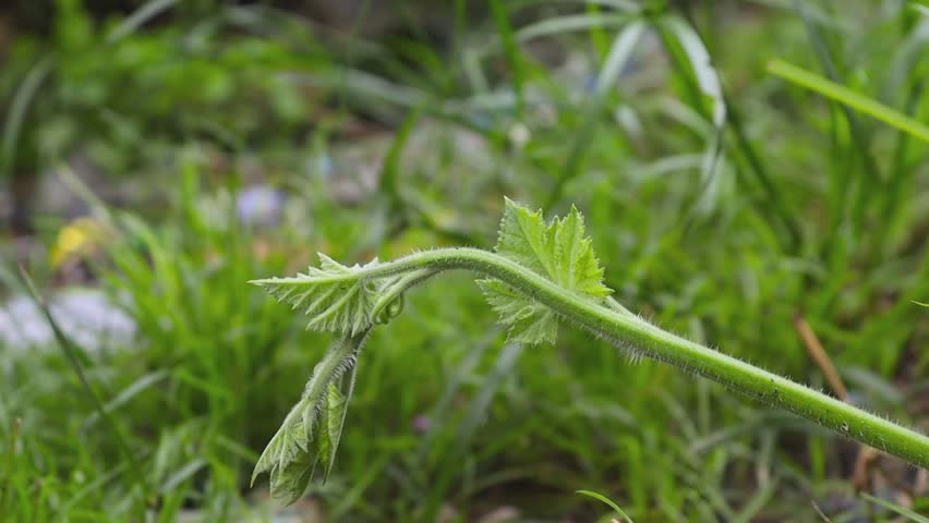 Shoots of pumpkin plants that grow vines around the yard of the house