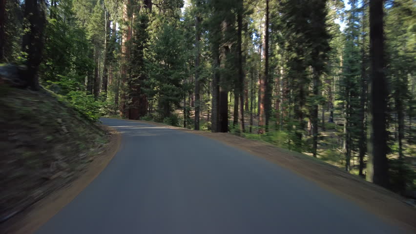 Sequoia National Park Crescent Meadow Road 11 MultiCam Front View Driving Plate Sierra Nevada Mts California USA