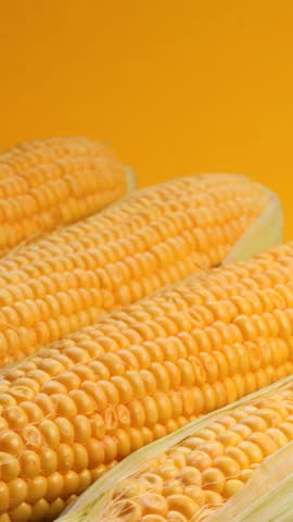 corn cobs, rotation in circle. yellow fresh corn on the cob, Turning. Seasonal agricultural crop on yellow background. Vertical video