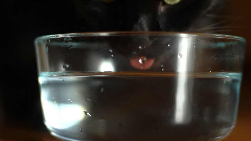 Black Cat Drinking Water 1. A black cat drinking water from a glass bowl.