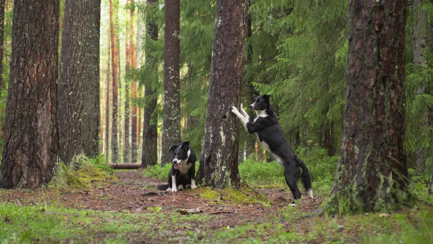 two dogs explores the forest, sniffing at the base of a tree, surrounded by dense foliage and dappled sunlight.