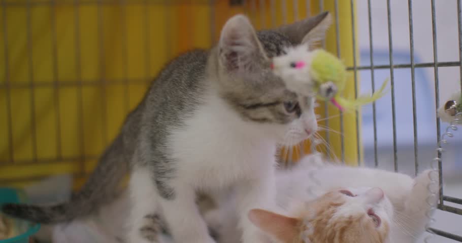 Two cute kittens play in a cage at a shelter. Kittens are examined and play in a shelter for homeless animals. Small outbred kittens are looking for an owner at the shelter.