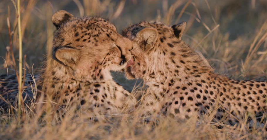 Close-up. Cheetas preening each other in the last evening light