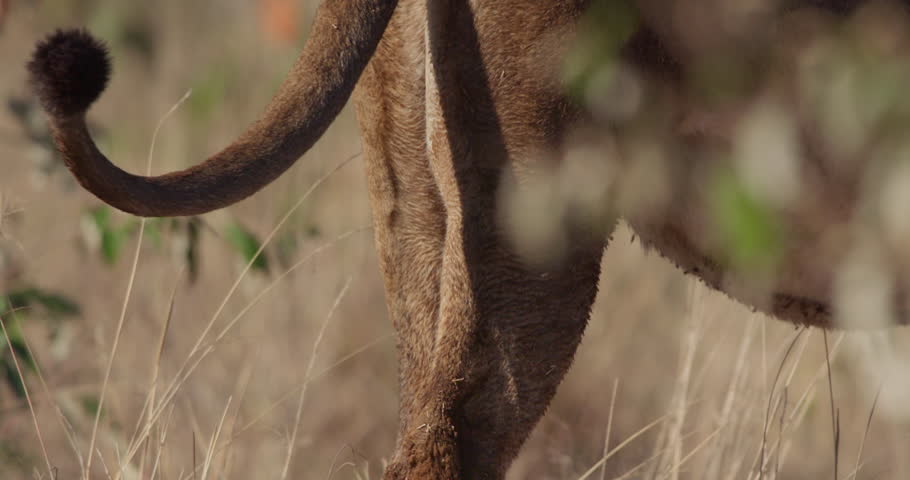 Close up of a Lion