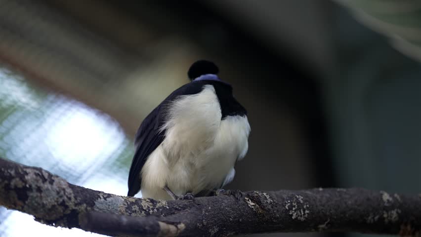 Slow-motion close-up of plush-crested jay perched on tree branch. The bird facing the camera, turns its head, uses its beak to preen various parts of its back, showcasing its natural grooming behavior