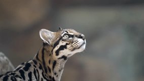 Slow-motion footage captures a spotted wildcat's stare. The ocelot, focuses its gaze upward and forward, showcasing its alertness. A blurred background emphasizes the cat's sharp features. - Powered by Shutterstock - Get 15% off with code: PIKWIZARD15