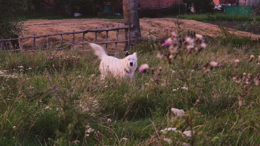White border collie dog running fast across field at sunset in evening