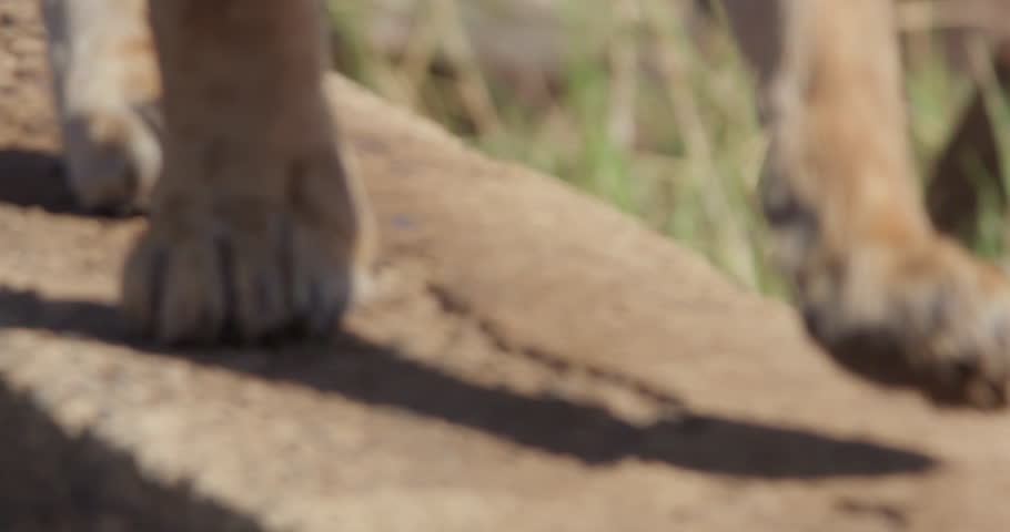 Close up pan shot of a Lion