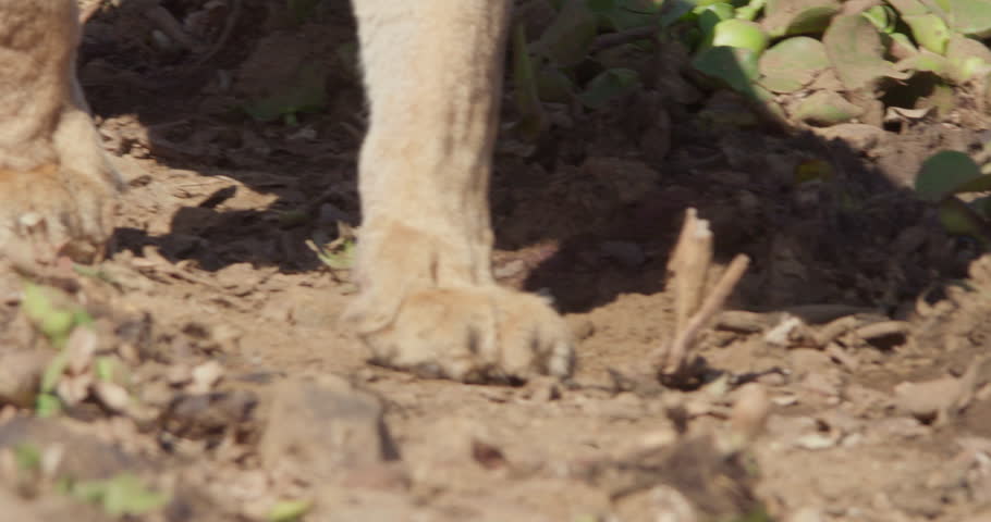 Close up pan shot of Lion's (Panthera Leo) paws walking between dirt and rocks in Kenya during the morning