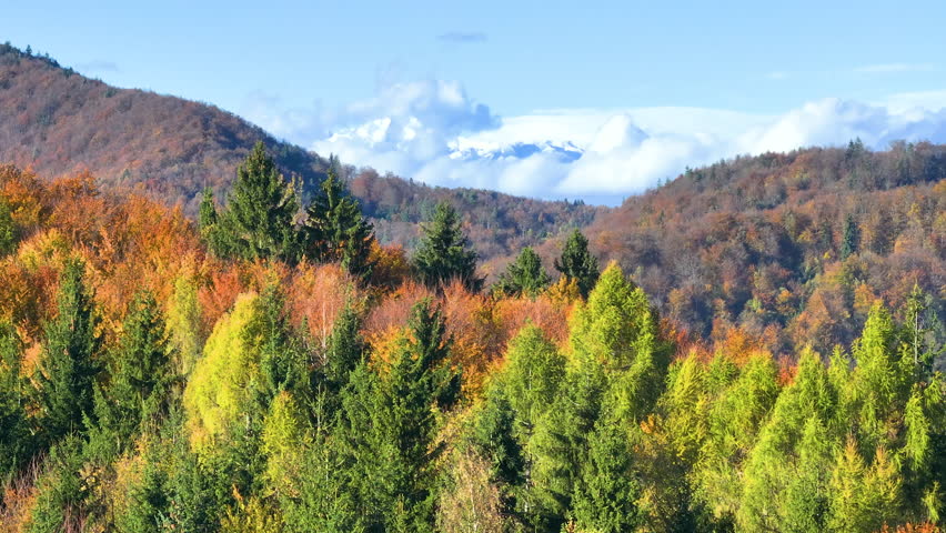 AERIAL: Lush forest in colorful autumn shades with snowy mountain in the distance. An incredibly beautiful mix of vibrantly coloured woodland and white mountain peaks heralding the changing of seasons