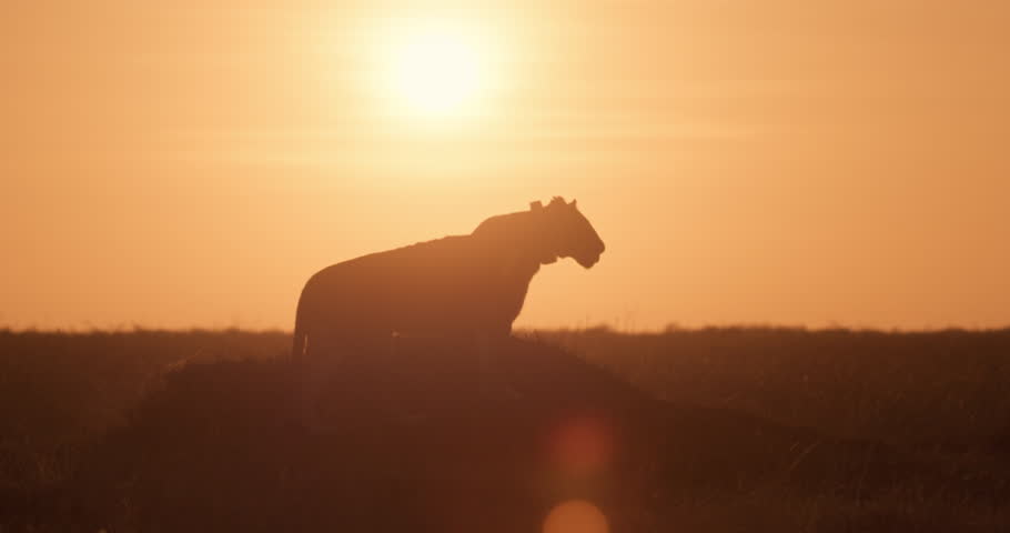 Wide shot silhouette of a collared lion (Panthera Leo) scanning the savannah from an ant hill before walking away during sunrise in Kenya.