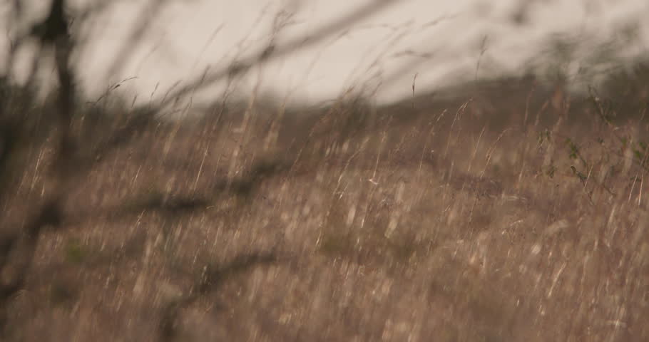 Wide pan shot of a collared lion (Panthera Leo) wandering the savannah grasslands at daybreak in Kenya.