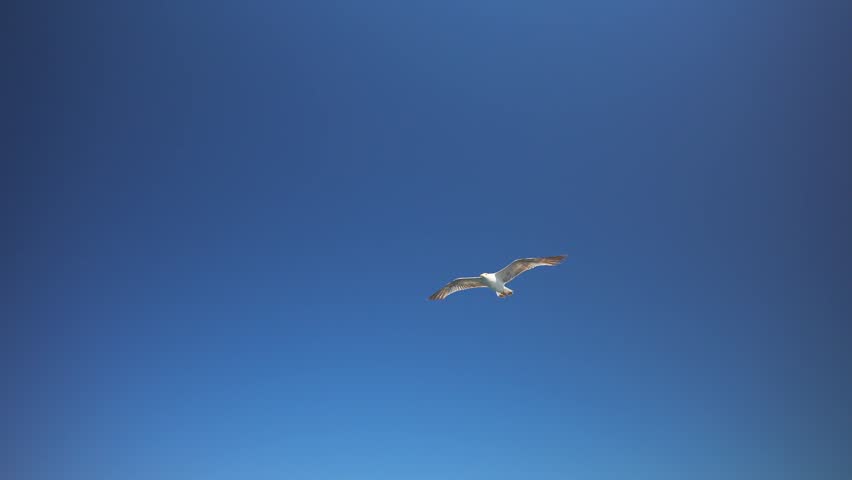 Close-up slow motion of a seagull flying high and soaring with spread wings in a clear blue sky
