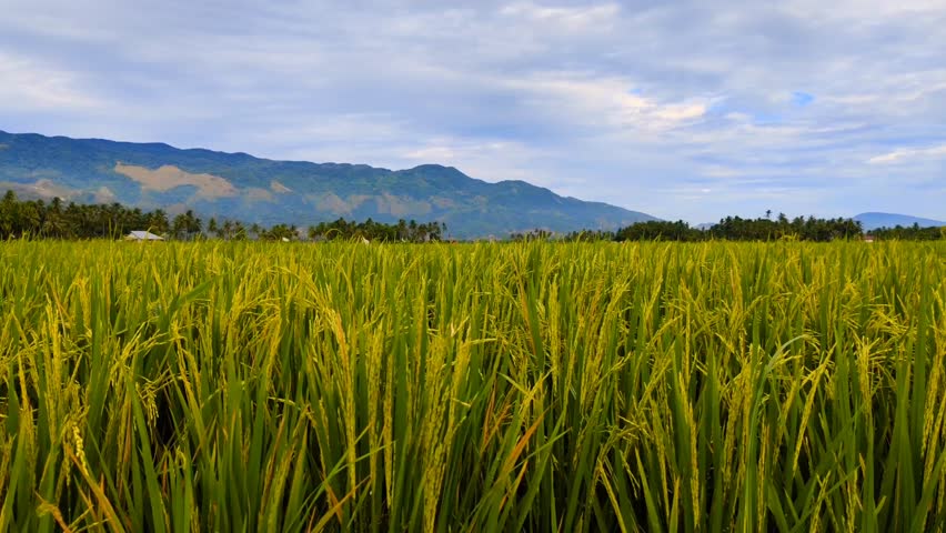 natural scenery of rice fields with a mountain backdrop and cloudy sky