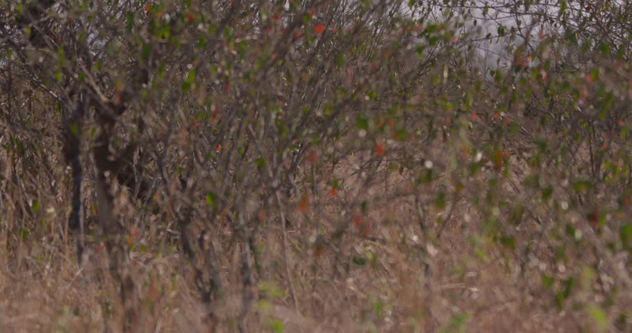 Wide shot of a collared lion (Panthera Leo) walking between bushes during the morning in Kenya.