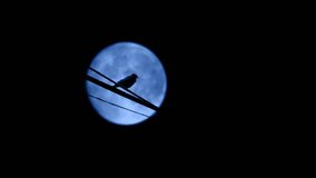 Bird Flies Off Wire At Night With Moon Behind - Powered by Shutterstock - Get 15% off with code: PIKWIZARD15
