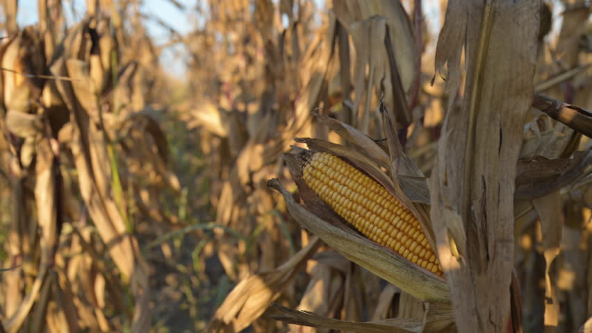 Maize crop is ready for harvest, yellow corn on the con in plantation field, selective focus