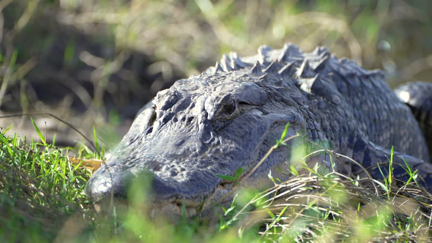 American alligator in natural habitat. Dangerous reptile resting on fresh water lake bank in Florida, USA