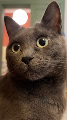 Funny surprised, shocked gray cat with big wide opened eyes looking aside. Close up. Homemade, user generated content