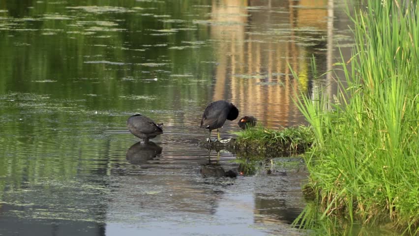 Video series of American Coot families on a lush Canadian lake in summer. Captures nesting, feeding, and chicks exploring the water. Perfect for nature and wildlife projects.