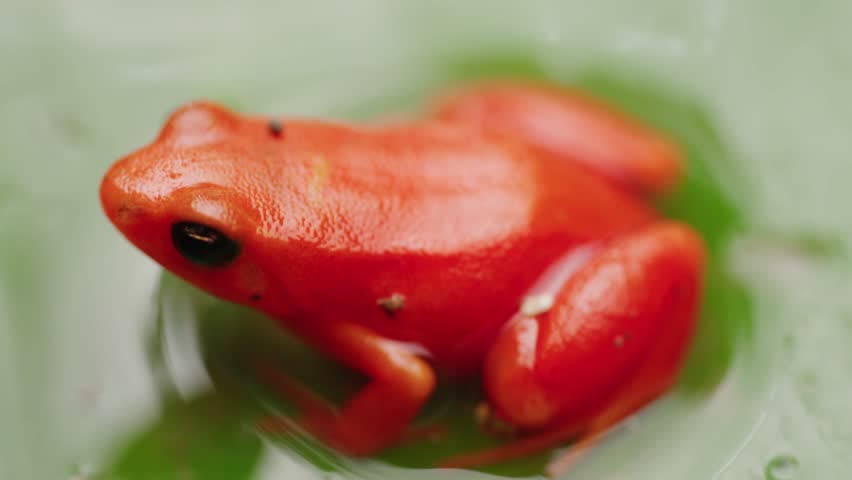 Macro clip of Golden Mantella frog, endemic to Madagascar, breathing while resting on a leaf with water in Madagascar rain forest. (4K extreme close-up)