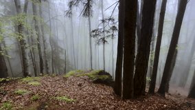 4K footage of a moving camera navigating through a misty forest. The scene captures leaves, moss-covered rocks, and a tranquil, overcast setting with low saturation, creating a moody atmosphere. - Powered by Shutterstock - Get 15% off with code: PIKWIZARD15