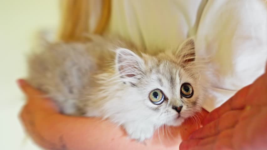 An adorable fluffy little kitten happily cuddled in warm arms of its loving owner, bringing joy. Slow motion