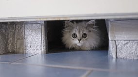 An Inquisitive Cat Gently Peeking Out from Underneath the Door With Curious Eyes. Slow motion - Powered by Shutterstock - Get 15% off with code: PIKWIZARD15